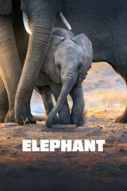 สารคดี Elephant (2020)
