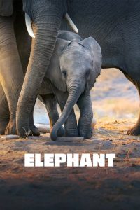 สารคดี Elephant (2020)