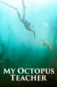 บทเรียนจากปลาหมึก My Octopus Teacher (2020)
