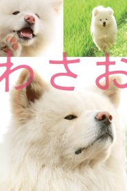 วาซาโอะ Wasao (2011)