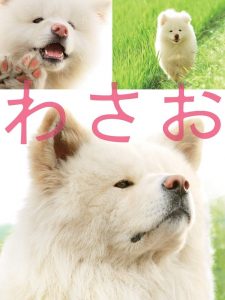 วาซาโอะ Wasao (2011)