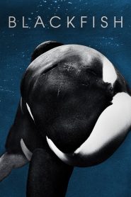 แบล็คฟิช วาฬเพชฌฆาต Blackfish (2013)